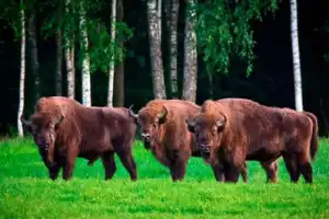 Красота Брестской земли: Беловежская пуща и не только за 1 день - 2