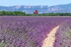 Лавандовые моря Прованса (из Марселя) - 11