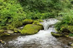 По Телецкому озеру на катере с прогулкой к водопадам - 16