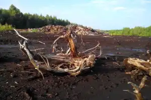 Велопрогулка к Мещерским озерам - 4