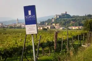 Винная экскурсия: Soave — вино любви - 13