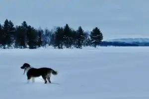 В саамскую деревню из Мурманска — к оленям, хаски и духам севера - 12