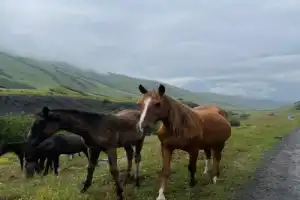 В окружении гор: лучшие места Северной Осетии за 1 день (в группе) - 5