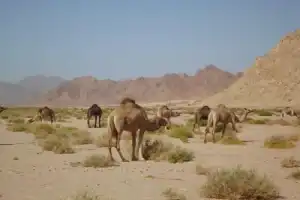 Ночёвка в пустыне у самого Красного моря - 9