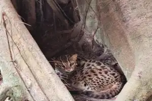 Тайные тропы Као Лак: слоны, водопад и спасённые животные - 2