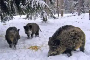 Красота Брестской земли: Беловежская пуща и не только за 1 день - 8