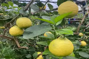 Саратов, история, тропики: экскурсия по городу с посещением лимонария