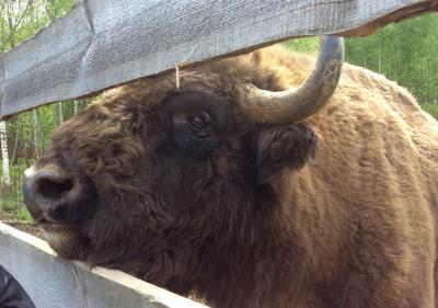 Прекрасный день в Смоленском Поозерье - 8