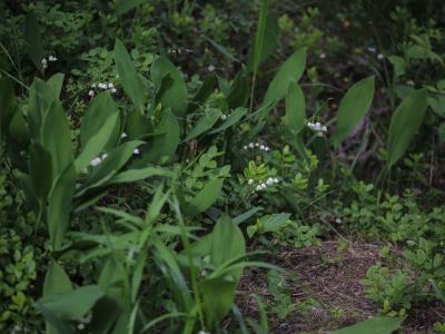 Урочище Чертов стул и финский суп - 10