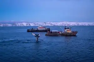 Фотопоездка в Териберку — киты, тундра и северное сияние