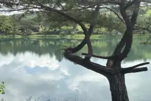 Горный Баолок: водопады, чайные плантации и монастырь Батнья - 10