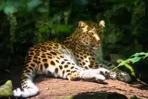 Кравцовские водопады и Земля леопарда - 5