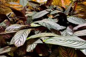 Величественные Хибины и Кировск за один день - 28