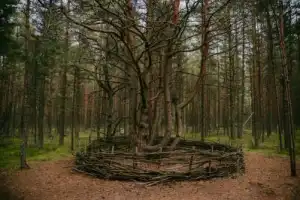 Знакомство с Куршской косой: на автобусе из Зеленоградска - 4