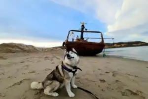 В Териберку — с юмором и легендами и хаски! - 13