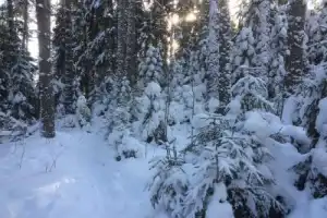 Прогулка по зимней Карелии тропами лешего Хийси - 8