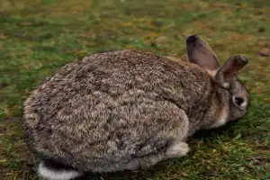 По фортам Калининграда — из Зеленоградска - 26