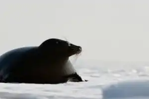 Зимняя Ладога на аэролодке - 4