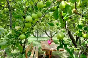 Гора Арагац и монастырь Сагмосаванк из Еревана - 18