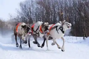 В гости к карельскому Деду Морозу! - 4