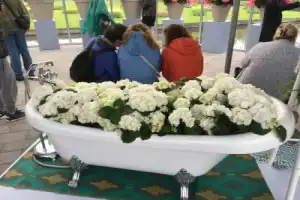 Поездка со знатоком в парк тюльпанов Кёкенхоф - 9