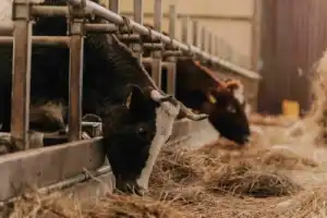 Можайское «Экоранчо»: один день на ферме Можайское «Экоранчо»: один день на ферме