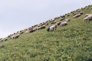 Верхом на свободе: побег из Боржоми в нацпарк «Харагаули» - 19