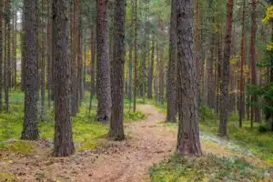 Пляжи и скалы острова Койонсаари - 20