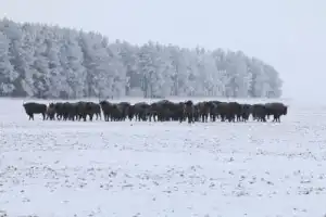 Красота Брестской земли: Беловежская пуща и не только за 1 день - 5