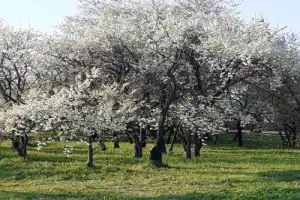 Коломенское: Старый Государев двор (в мини-группе) - 3