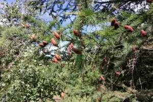 Каскад Шинокских водопадов - 4