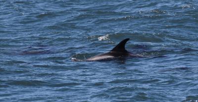 Красоты Териберки и выход в море на поиски китов! - 9