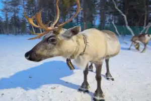 Из Мурманска — в гости к саамам - 2