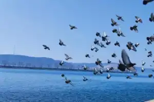 Добро пожаловать в Тольятти! - 5
