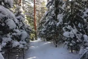 Прогулка по зимней Карелии тропами лешего Хийси - 3