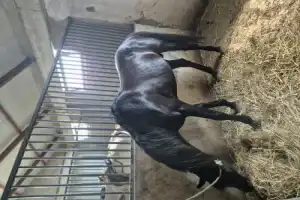 Верхом на коне — по горным тропинкам - 3