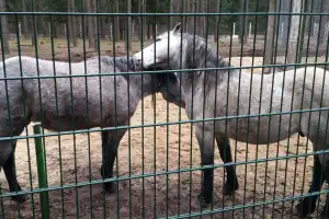 Из Бреста — в заповедный мир Беловежской пущи - 4