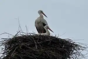 Трансфер из Бреста на экскурсию в Беловежскую пущу - 15