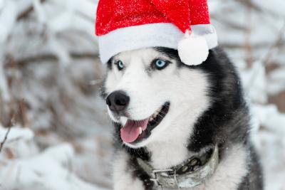 В гости к карельскому Деду Морозу!