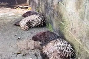 Тайные тропы Као Лак: слоны, водопад и спасённые животные - 6
