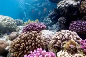 Морская прогулка на лодке с прозрачным дном - 5