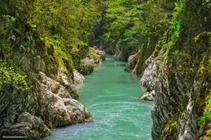 Дикий Сочи: от Воронцовских пещер по тропам колхидского леса до самшитовой рощи - 5