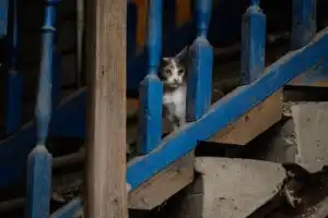 Коса без прикрас: культурно о некультурном Коса без прикрас: культурно о некультурном