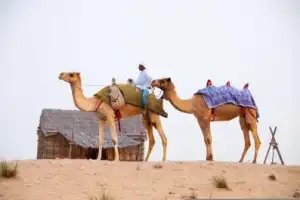 Все краски Дубая - 7