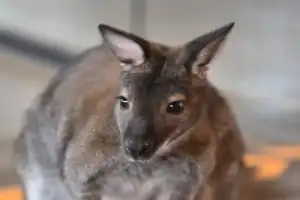 Танки, кони, звери: обзорная экскурсия по конному клубу и чаепитие - 10