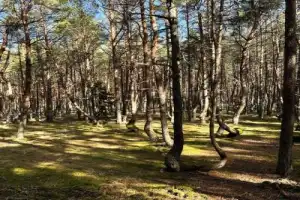 Загадки и чудеса Куршской косы - 6