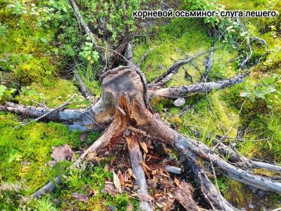 Лешего бояться — Карелию не видать - 15