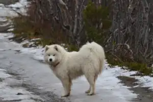 По Хибинам с учёным-экологом - 3