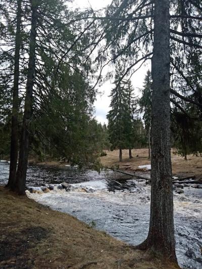 Карелия заповедная: прогулка по экотропе - 4