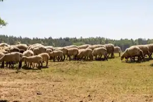 Велопрогулка в нацпарке «Виштынецкий» - 6